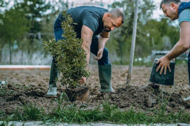 Reliable Garden Ridge, TX Tree Service Solutions